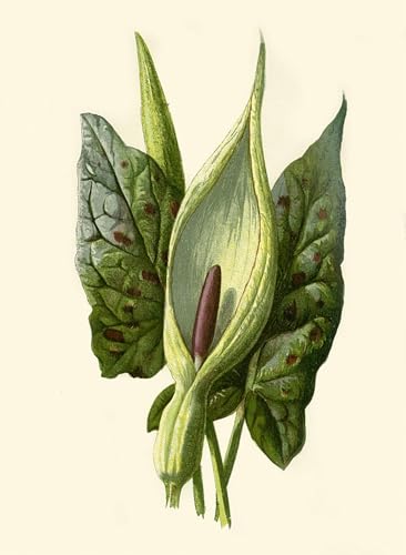 Toile Arum Frederick Edward Hulme : Décoration Murale Nature pour Bureau et Salon