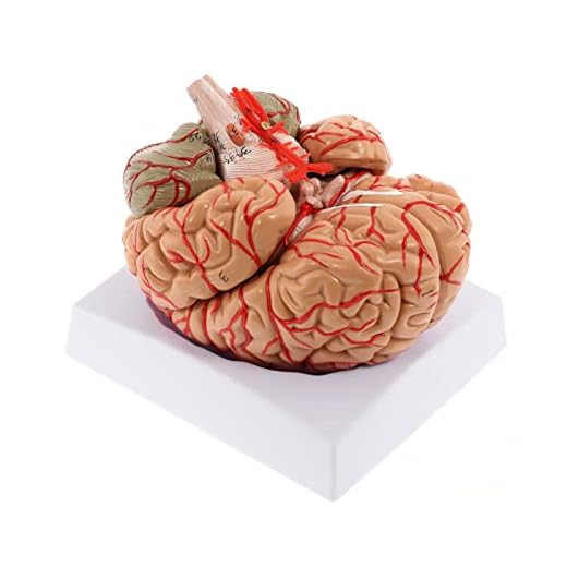 WICHEMI Human Brain Model - 8-Part Life Size Anatomical Model with Color-Coded Artery, Display Base for Science Classroom Study & Display