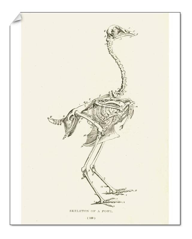 Media Storehouse 10x8 Print of Skeleton of a fowl lithograph 1897 (13611191)