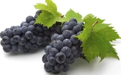 Image of Fresh Grapes Sharad Seedless,Fresh,500 Gram