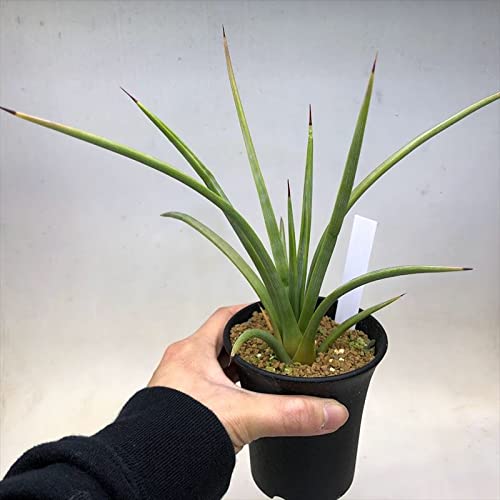 Amazon.co.jp: 多肉植物 ：アガベ ストリクタ 幅広吹上*幅12cm 赤松