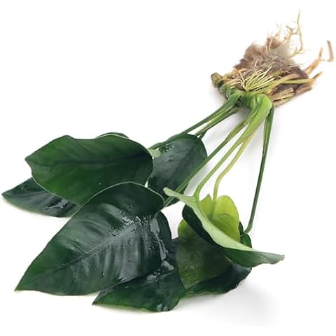 Anubias Barteri VAR Nana Live Aquarium Plant Cover