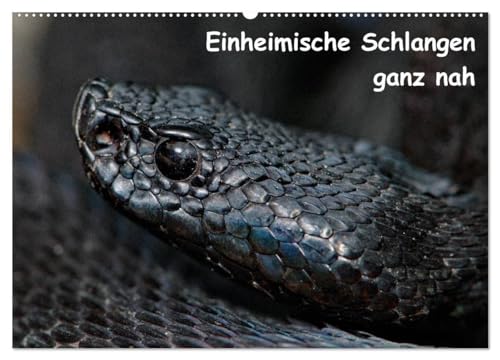 Einheimische Schlangen ganz nah (Wandkalender 2026 DIN A2 quer), CALVENDO Monatskalender: Portraitaufnahmen einheimischer Schlangen (CALVENDO Tiere)