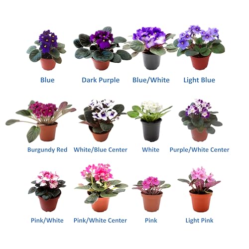 4-Pack of 4” Pots African Violets, Saintpaulia ionantha, from 12 Available Colors, Colors May Vary but All Different, African Violet Live Plant, African Violet Plants, Plant Gifts, Holiday Gifts