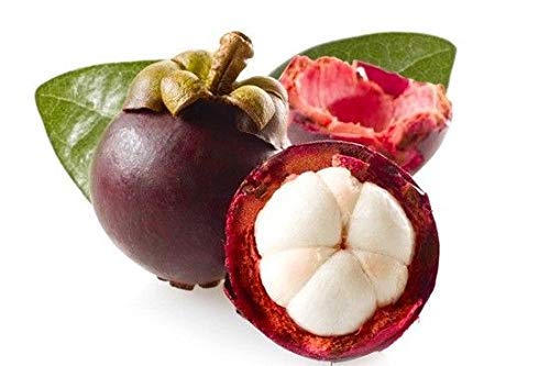 PLAT FIRM Germination Seeds: 2 Seeds Garcinia mangostana Mangosteen T49