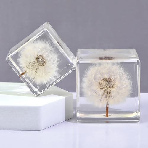 Image of Dandelion Taxidermy, Real Plant Flower Specimen in Resin Preserved, Clear for Closer-Look & Study, Science Educational Classroom Specimens, Novelty Crafts Decor Ornament, Amazing Gift (M and L Cubes)