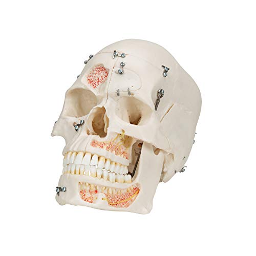Image of 3B Scientific A27 Deluxe Demonstration Skull 10-part - 3B Smart Anatomy