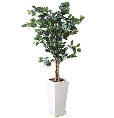 Amazon｜人工観葉植物 ベンジャミン ロングスクエア陶器鉢 フェイク
