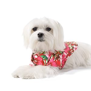 United Pups Hawaiian Shirt for Dogs Small to Medium Pets Cats Design for Summer Luau Style Beach Camp Vacation Floral Puppy T-Shirt (Size 3: Max Neck 13″ Chest 22″, Cool Pups Red)
