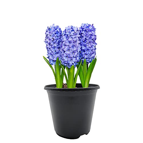 2 x Hyacinth with Plastic Pot and Potting Compost – Spring Flowering Bulbs – Gift Kit – Perennial – for Your Beautiful Garden (2 x Blue)