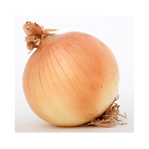 [北海道富良野産]さかぐちさんのたまねぎ 約10kg(M-Lサイズ混合)野菜 新鮮 直送 道産 ふらの 玉ねぎ