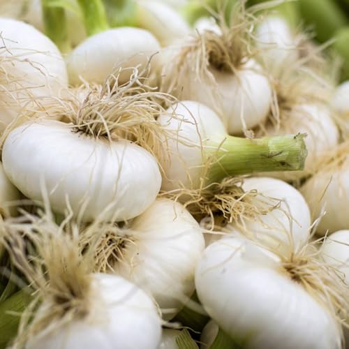 Semillas de cebolla para, jardín el balcón bulbos cebolla invierno para camas elevadas, jardín balcón culinarias, 130pcs