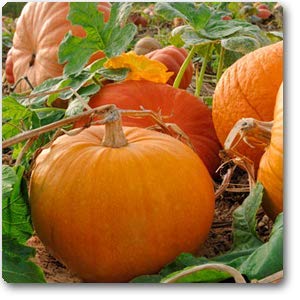 Golden Hills Farm® (AVG 50-500) seeds Rare Imported  Ukraine Giant Pumpkin  High Growing Hybrid Vegetable Seeds Pack (B084H9LLCC) Amazon Price History, Amazon Price Tracker