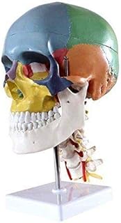 Human Skull Anatomical Teaching Model with 7 Cervical Vertebrae Nerve and Artery with Stand