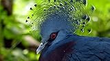 NoNo Landschaft Puzzle Vogel Taubenfedern Verstärken Gefühle