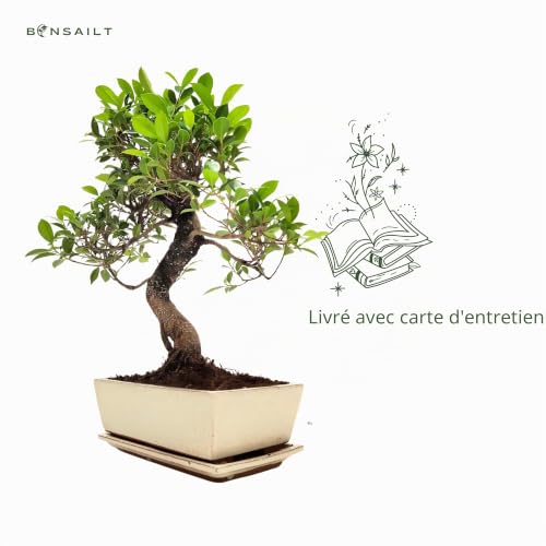 Bonsaï Arbre avec pot de fleurs en céramique - Ficus - Environ 15-18 ans (45-50 cm de hauteur) - Plante d'intérieur respectueuse de l'environnement - Plante cadeau – vue 3