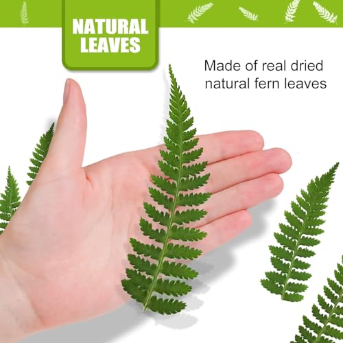 Hojas de helecho prensadas secas para manualidades 42 pcs miniatura 2