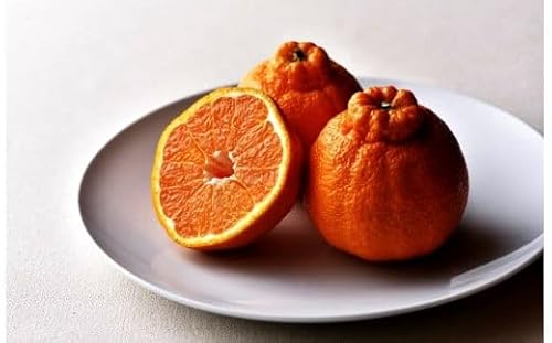 不知火(デコポン)ハウス栽培 約3kg[予約受付中!令和7年12月下旬頃〜][B-32]