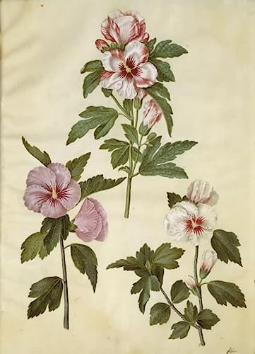 Poster Hibiscus Syriaque par Hans Simon Holtzbecker, la poésie de la nature chez vous