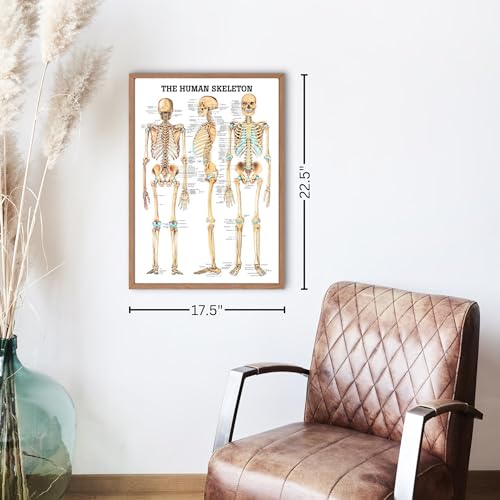 The Human Skeleton Laminated Anatomy Chart