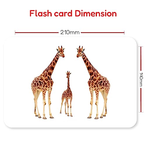 Image of Hungry Brain Animals & Their Babies Flash Cards for Toddlers & Kids | Montessori Early Learning Cards for Babies | Educational Toy for Ages 3 Months to 6 Years | Fun Preschool Activity & Gift