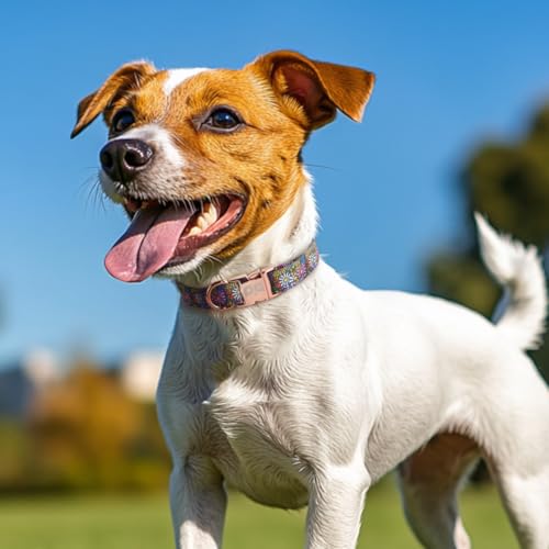 Collar reflectante para perro QQPETS ajustable de nailon miniatura 7