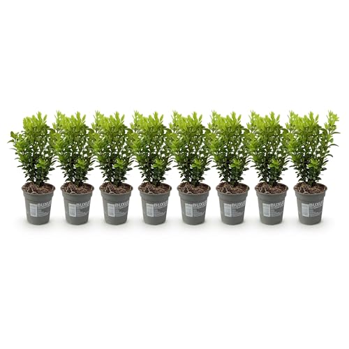 GreenboutiQ - Heckenpflanzen - Buxus sempervirens - Blatt grün - 8 Pflanzen - 1 laufender Meter - immergrün - Topf 9cm Höhe 20-25cm