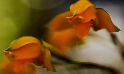 Miniatura 8 de Ceramic Drink Coasters(Set of 4 of any of the photos displayed)