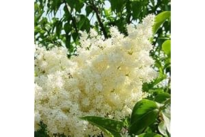 Japanese Lilac - Ivory Silk Live Plant - 3 Year Live Tree