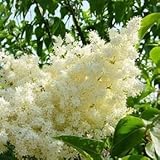 Japanese Lilac - Ivory Silk - 3 Year Live Tree