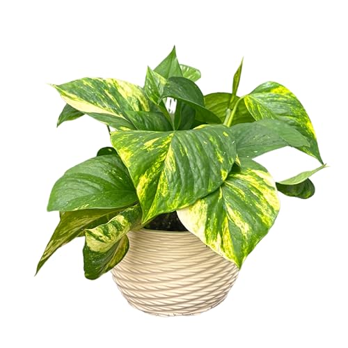I GIARDINI DI GIULIA - Pothos Scindapsus Aurea in Vaso di Ceramica Artigianale Ø14 cm H.30 | Pianta Vera da Interno con Foglie Verdi Variegate | Vaso “Carina” Lucido Bianco