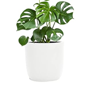 Pflanzwerk Cup Pflanzkübel Fiberglas Weiss Ø51x49cm