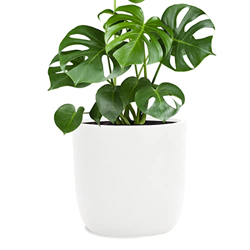 Pflanzwerk Cup Pflanzkübel Fiberglas Weiss Ø51x49cm