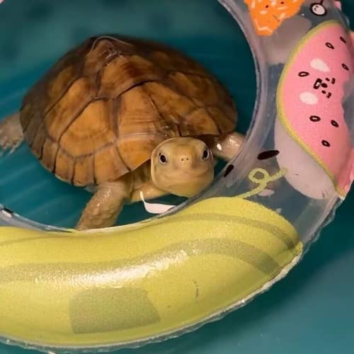 Image of 3 Pack Inflatable Turtle Floating Platform Toy Small Animal Floaties Swimming Ring Basking Rest Dock for Turtle Tortoise