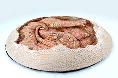 Image of TITANOSAUR Embryo
