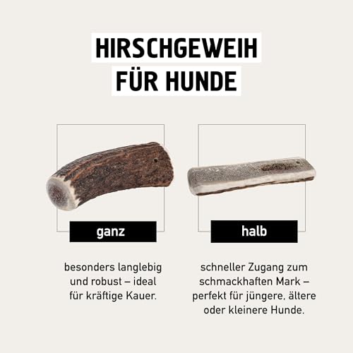 Kauies Hirschgeweih für Hunde halb - Monoprotein, 100% natürlich, zuckerfrei und kalorienarm - Made in Germany, nachhaltig und tierversuchsfrei - Größe L