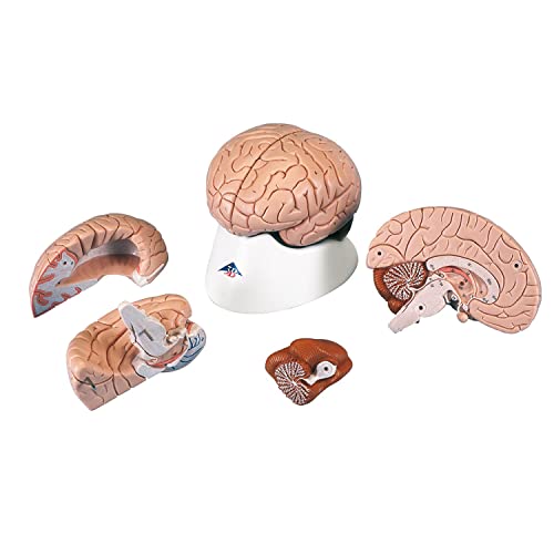 Image of American 3B SCIENTIFIC C16 Brain Model, 4 Part, 14 cm L x 14 cm W x 17.5 cm H