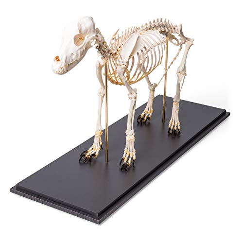 Image of 3B Scientific GmbH T300401M Dog Skeleton, M, flexibly Mounted