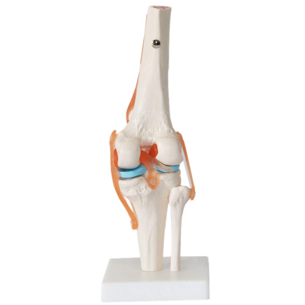 YUANZHOU Modelo Funcional De La Articulación De La Rodilla La Anatomía De La Articulación Humana Es Adecuada para La Enseñanza Médica
