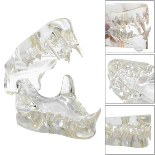 Modelo de dientes felinos de resina transparente Felidae,Modelo de dientes de gato,Modelo de dentición de gato