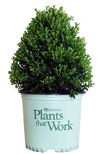 Plants That Work - Buxus 'Cranberry Creek' (Boxwood) Evergreen, , 3 - Size Container