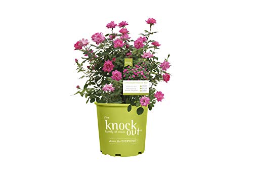 Knockout Double Pink Rose, 1 Gal