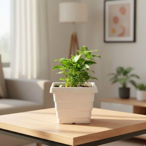 Best Nursery Syngonium Butterfly in 4 Inch Plant White Marble Premium Orchid Square Plastic Pot-picture-17