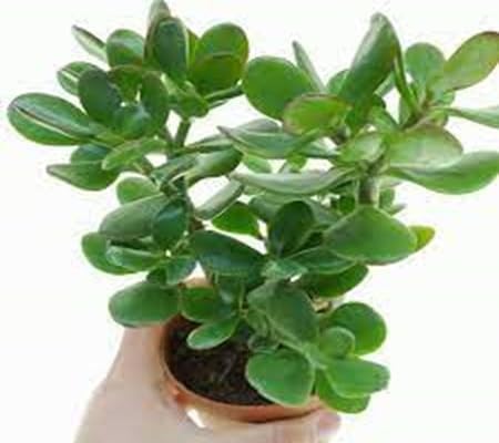 70 semi di piante Crassula ovata