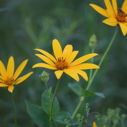 EP2 Make Every Candle Count