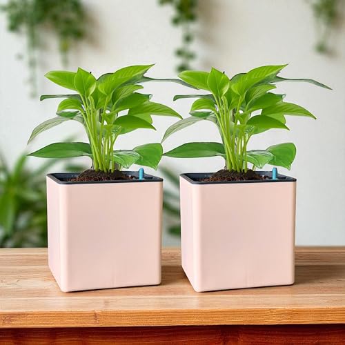 Image of Indian Discovery Self Watering Tabletop Planter| Flower Pots for Home, Terrace, Balcony, Vertical Garden Decor Flower Pots(2 PC, Peach, Square) |6 Inch UV-Resistant Plastic Plant Pots