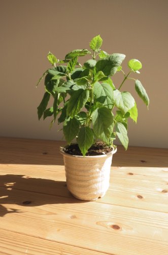 アナベルアジサイ 鉢植え 贈り物や プレゼントに アナベルの 純白のアジサイを