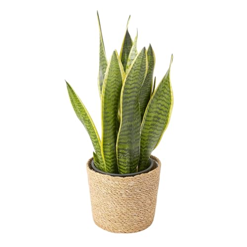 bloomee(u[~[) TXxA ϗtA (6 W[gJo[ Jo[ t) { ^ p  (^Abv C )  CeA (Mtg v[g j) S҂łĂ₷