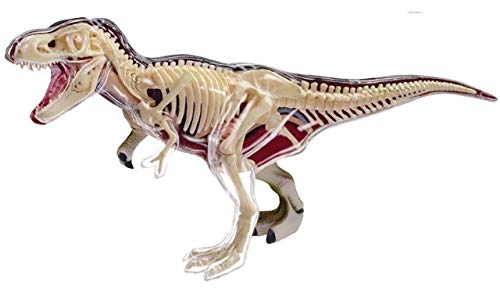 4D Vision Tyrannosaurus Rex Anatomy Model 4D Vision Tyrannosaurus Rex Anatomy Model