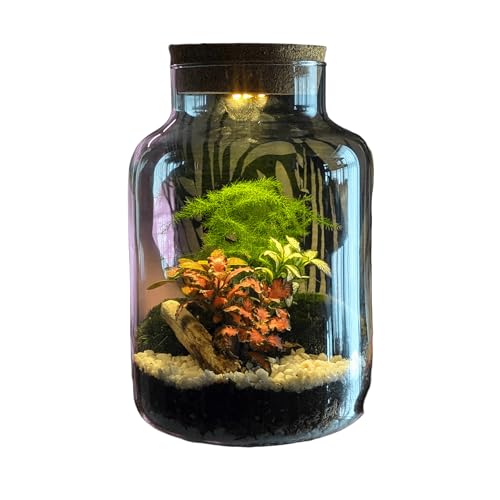 DIY Tall Light Up Closed Terrarium Beginners Closed Terrarium Kit Colourful Light Up Terrarium Kit